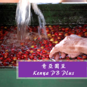 肯亞圓豆ＰＢ  ＰＬＵＳ